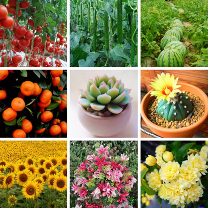 Flower Growth Seeds